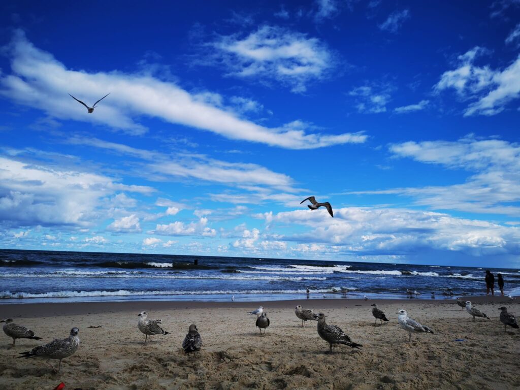 niebieskie niebo, plaża, morze i stado mew. 