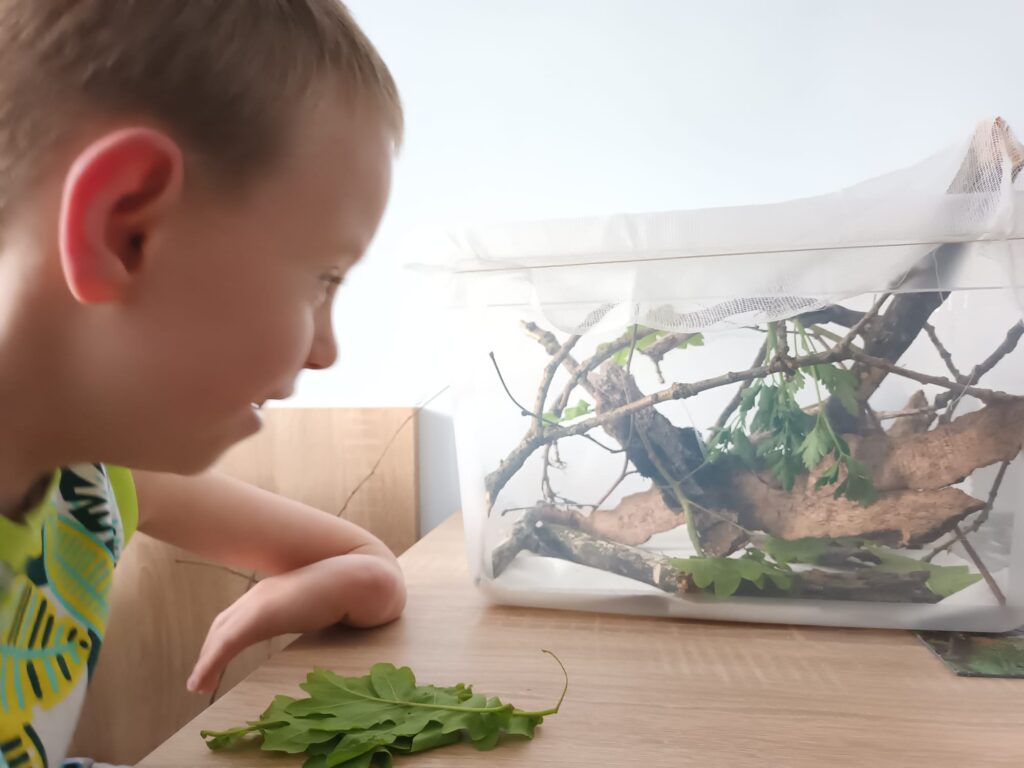 Chłopiec patrzący na akwarium, w którym ułożone są gałązki i liście. 