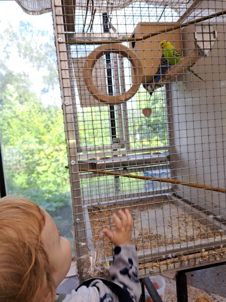 Mały chłopiec patrzący na klatkę z ptakami